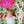 Load image into Gallery viewer, 100% Bamboo Crib Sheets